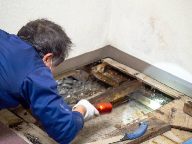 Best Commercial Mold Removal  in Collinsville, AL