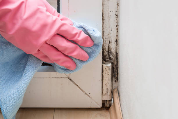 Home Mold Removal in Collinsville, AL