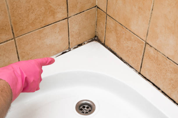 Best Mold Damage Repair  in Collinsville, AL