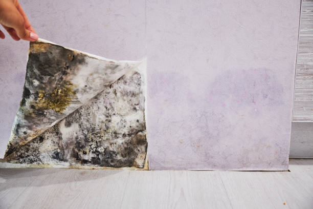 Trusted Collinsville, AL Mold Removal Experts